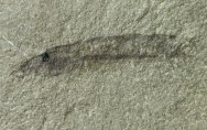Hardistella montanensis Lamprey Fish Fossil