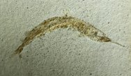 Aspidorhynchus acutirostris Fish Fossil