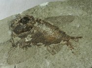 Ctenothrissa Fish Fossil