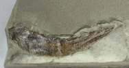 Fubarichthys copiosus Fish Fossil