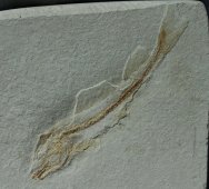 Macrosemiid Fish Fossil