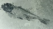 Guizhouamia bellula Primitive Amiid Fish Fossil