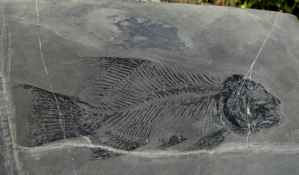 Gymnoichthys Fish fossil