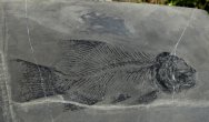 Gymnoichthys inopinatus