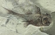 Echinochimaera meltoni