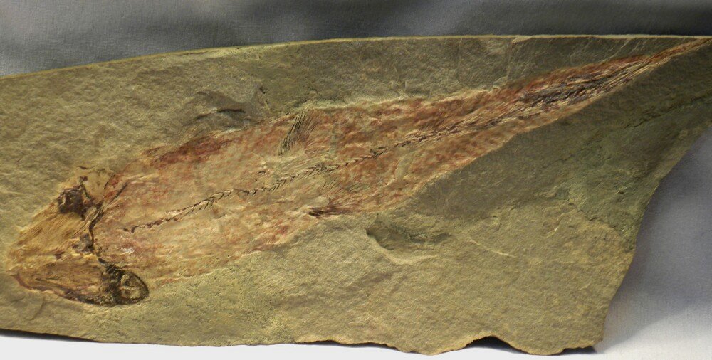 Caridosuctor Coelacanth