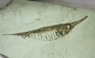 Centricus Razorfish Fossil