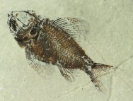 Pseudoberyx syriacus Fish Fossil