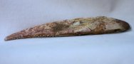Cretaceous Shark Dorsal Spine Fossil for Sale
