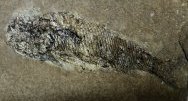 Hulettia americana Fish Fossil