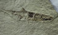 Kalops Fossil Fish