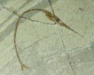 Rhynchodercetis Needle Fish Fossil
