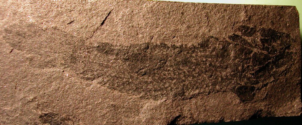 Thursius macrolepidotus Devonian Fish Fossil from Scotland