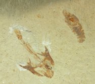 Crusher Fish Coccodus and Shrimp Fossils