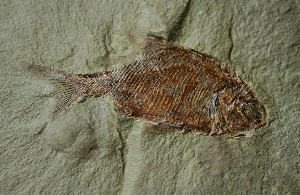 Aesopichthys Fish Fossil for Sale