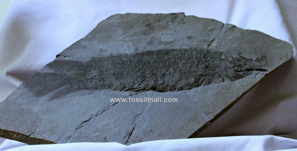 Dipterus Fish Fossil