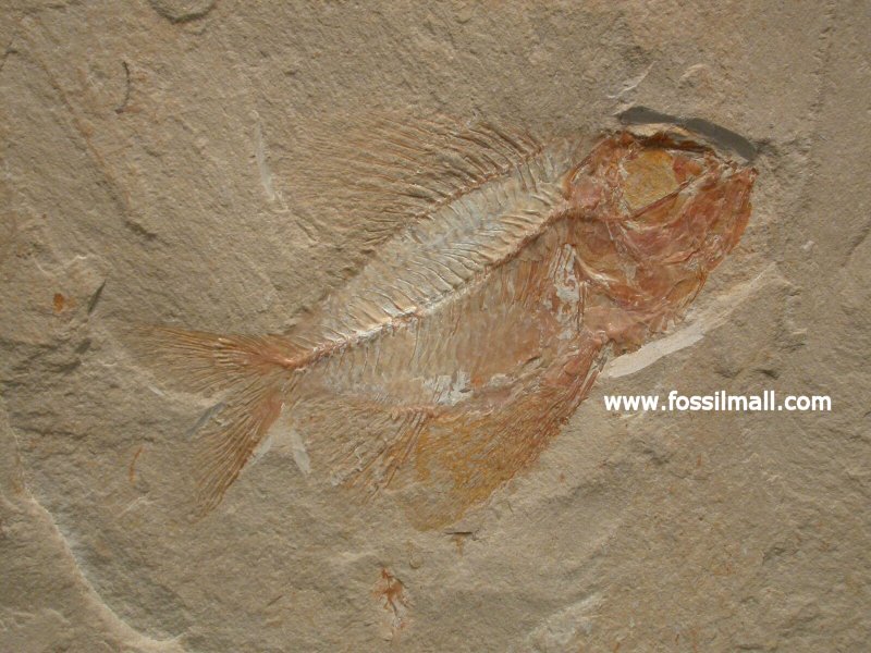 Ctenothrissa