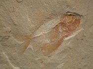 Ctenothrissa Cretaceous Fossil Fish 