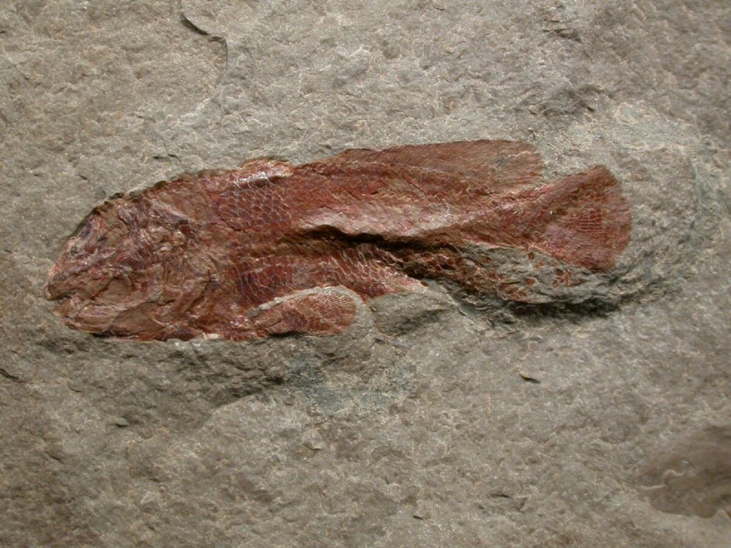 Bear Gulch Fish Fossils