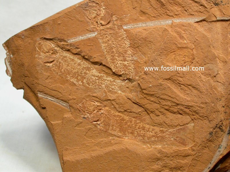 Jurassic Fossil Fish Leptolepis