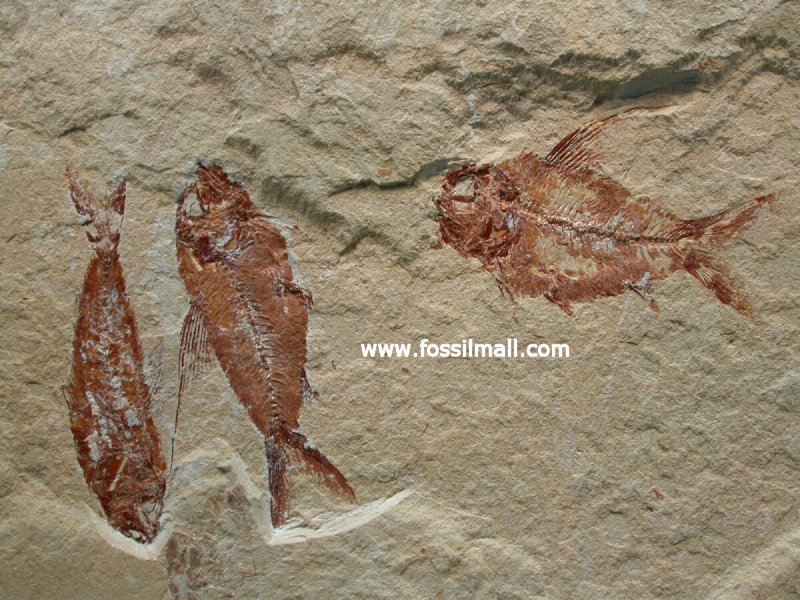  Nematonotus Cretaceous Fish Fossils