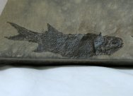 Wendichthys Bear Gulch Paleozoic Fish Fossil