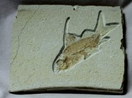 Propterus Museum Fish Fossil