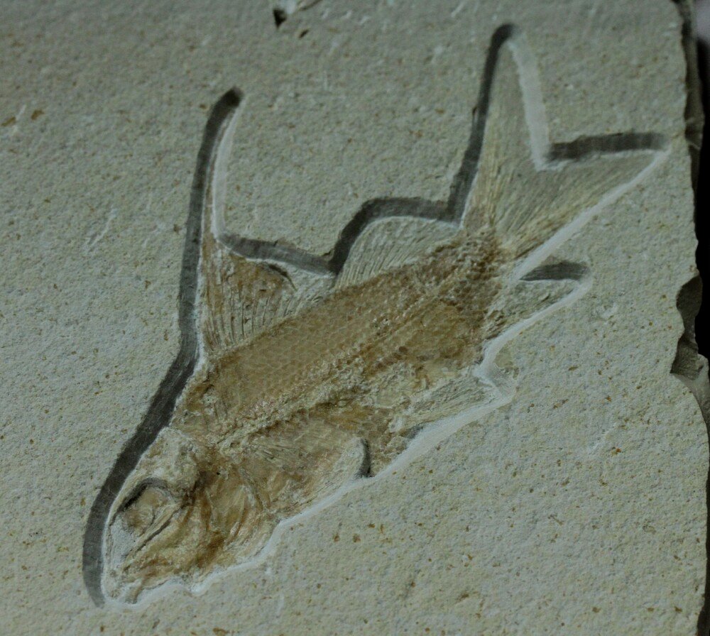 Propterus Museum Fish Fossil