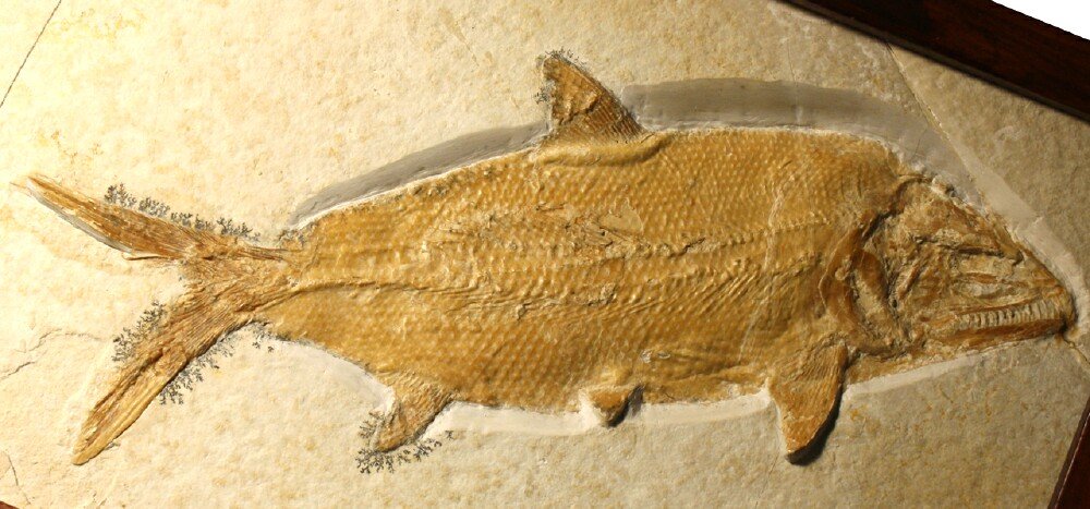 Caturus furcatus Solnhofen Fossil Fish