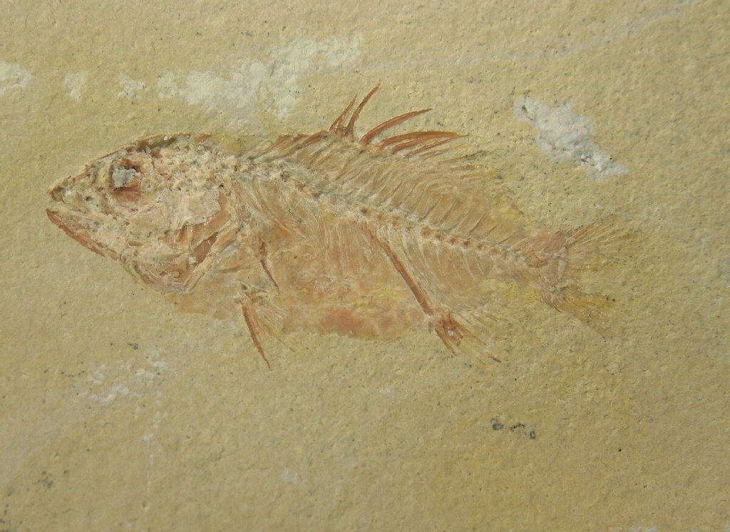 RARE Stichopteryx Fish Fossil