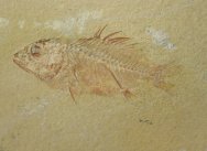 Stichopteryx Fish Fossil