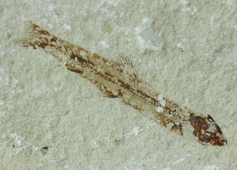 Sand Fish Fossil Charitosomuse