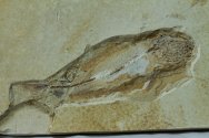 Macrosemiid Fish Fossil