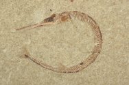 Belonostomus Cretaceous Needle Fish Fossil