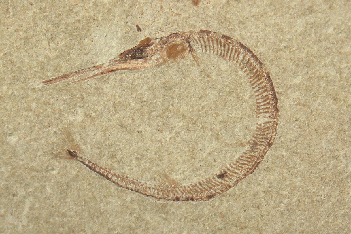 Needle Fish Fossil