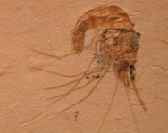 Carpopenaeus Fossil Shrimp