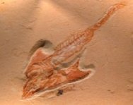 Coccodus insignis Fossil Fish