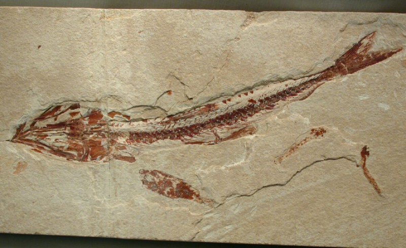 Prionolepis cataphractus Fish Fossil