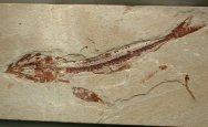 Predator and Prey Fish Fossils