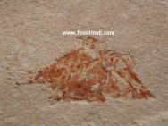 Ichthyoceros Pycnodont Fish Fossil