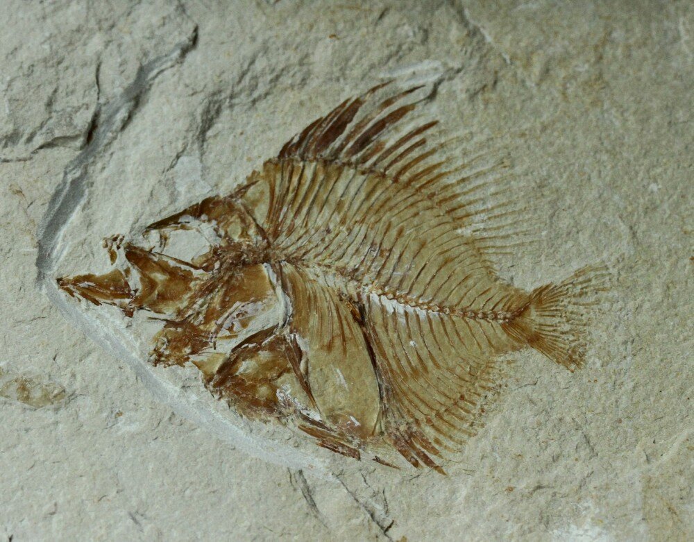 Pycnosteroides Fish Fossil