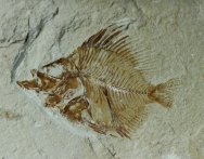 Pycnosteroides laevispinosus Fish Fossil