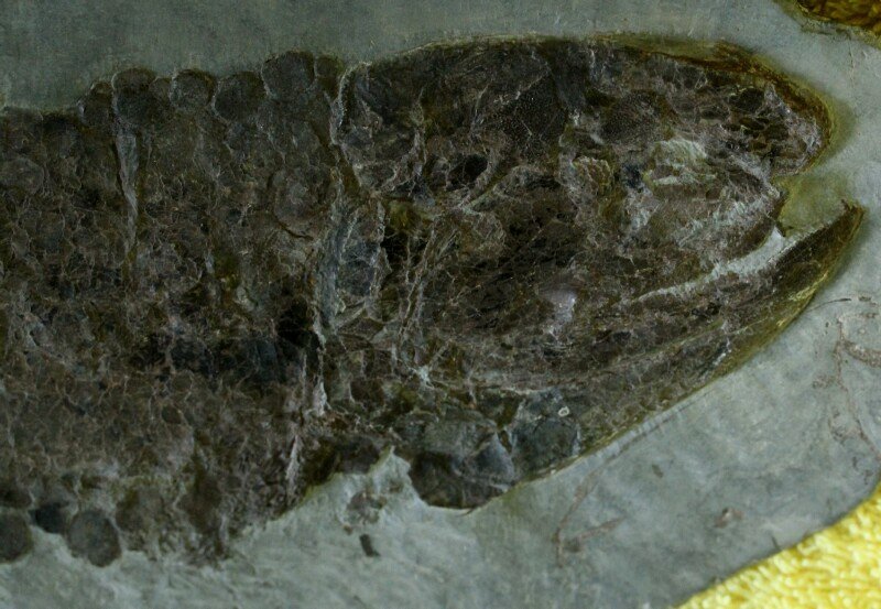 Eusthenopteron foordi Fish Fossil