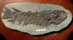 Lobe Finned Fish Fossil Eusthenopteron foordi