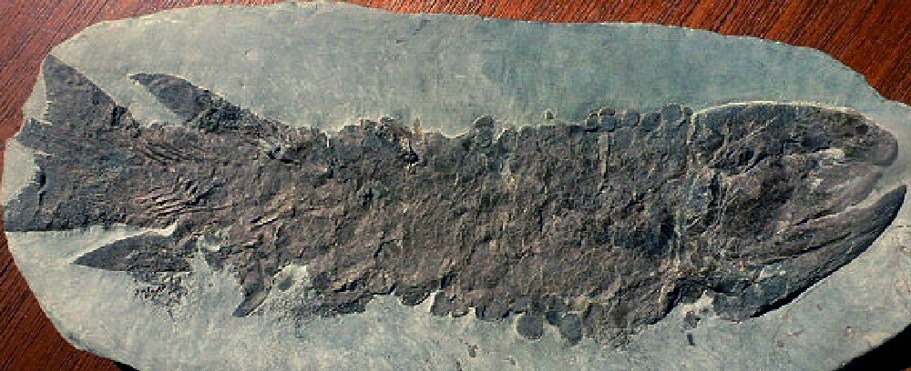 Eusthenopteron Tetrapod Ancestor Fossil Fish