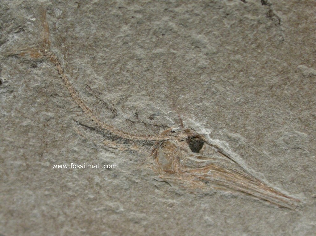 Apateopholis Cretaceous Predatory Fish Fossil