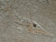 Apateopholis Cretaceous  Fish Fossil