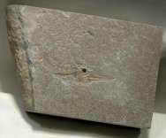 Fish Fossils