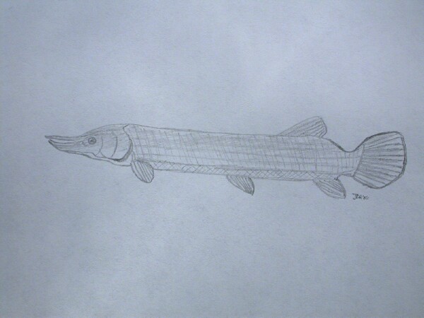 Gar Fish