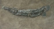 Fossil Gar Fish Atractosteus